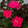 Botanical Name -  Rosa 'Radtkopink'