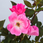Botanical Name -  Rosa 'Radcon'