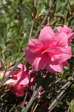 Rhododendron 'Pink Macrantha'