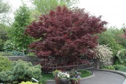 Botanical Name -  Acer palmatum var. atropurpureum 'Bloodgood'