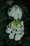 Hydrangea quercifolia 'PIIHQ-I' PP25319