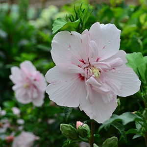 Hibiscus S. 'pink Chiffon'  Pw3g