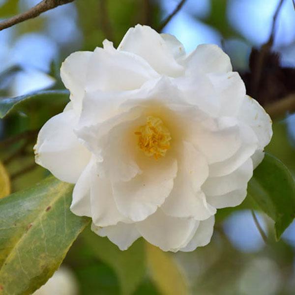 Camellia japonica 'Victory White'