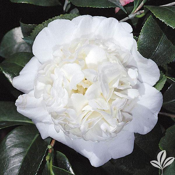 Camellia japonica 'Snow Chan'
