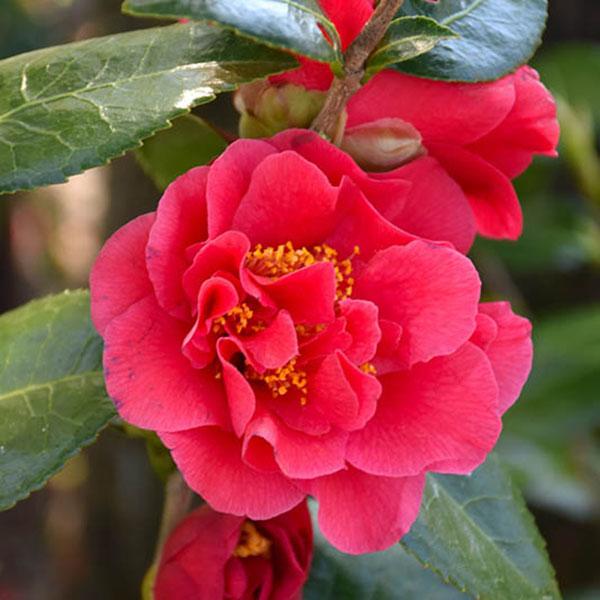 Camellia japonica 'Turandot'