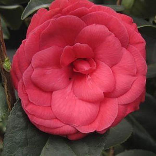 Camellia japonica ?Arctic Rose?