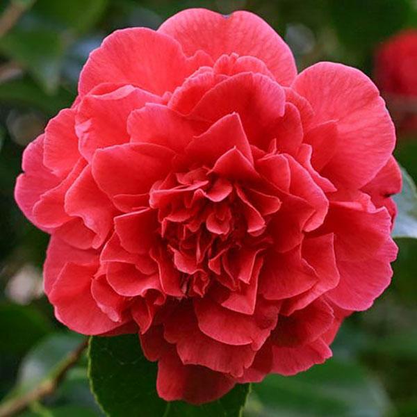 Camellia Jap 'kramer's Bty' 3g
