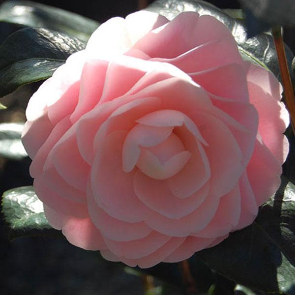 Camellia japonica 'Pink Perfection'