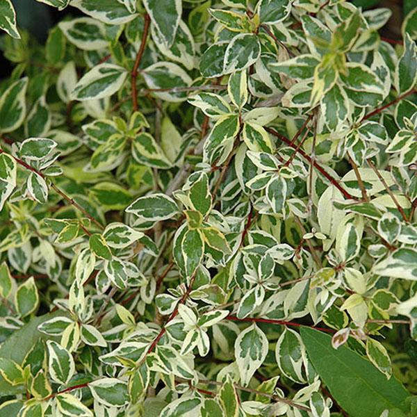 Abelia x grandiflora 'Hopley's'