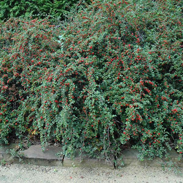 Cotoneaster apiculatus