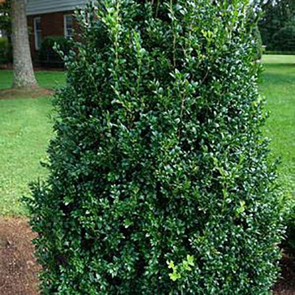 Buxus sempervirens 'Piney Mountain' PP23869