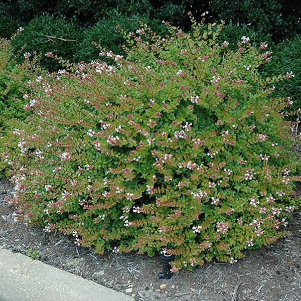 Abelia x grandiflora 'Rose Creek'