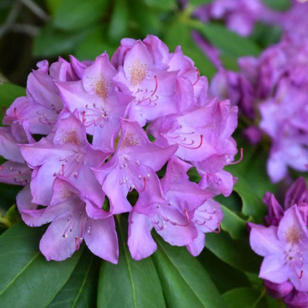 Rhododendron catawbiense 'Purpureum Elegans'