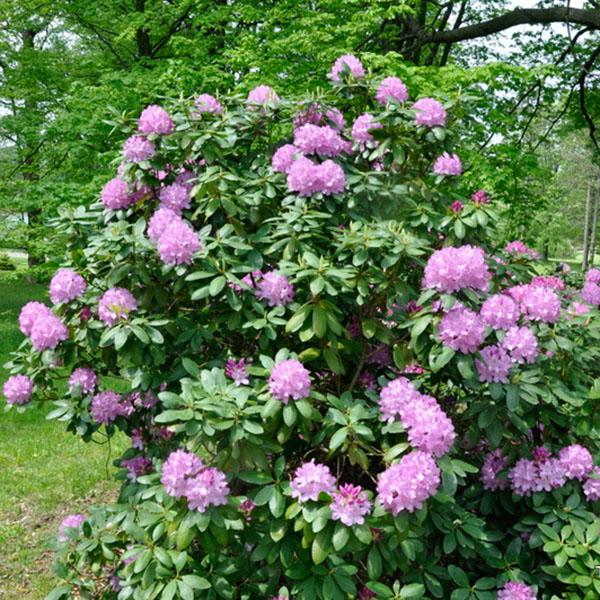 Rhododendron Cat. Boursault
