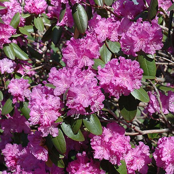 Rhododendron x 'P.J.M.'