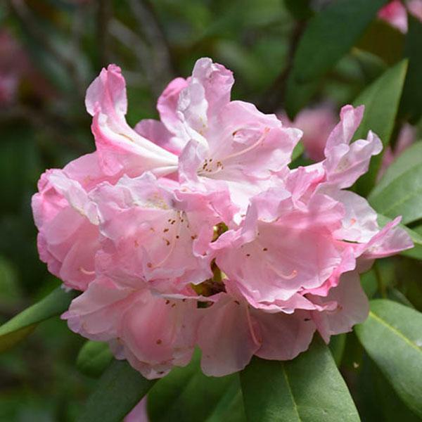 Rhododendron x 'Yaku Princess'