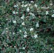 Cotoneaster 'streib's Findling'