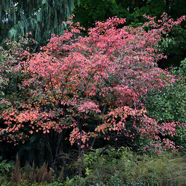 Amelanchier ? grandiflora 'Autumn Brilliance'