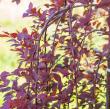 Prunus cerasifera 'Purple Plunge'