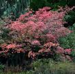 Amelanchier ? grandiflora 'Autumn Brilliance'