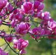 Magnolia x soulangiana 'Jurmag1'