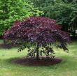 Cercis canadensis 'Ruby Falls' PP22,097
