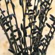 Salix chaenomeloides 'Black Cat'