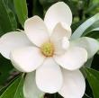 Magnolia virginiana 'Northern Belle'