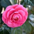 Camellia japonica ?Jerry Hill?