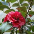 Camellia japonica 'APRIL TRYST'