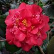 Camellia x 'Red Fellow'