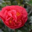 Camellia X 'winter's Toughie' 3g