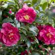 Camellia sas 'Green 02-003' PP24538 OCTOBER MAGIC(R) RUBY(TM)