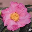 Camellia sasanqua 'Long Island Pink'