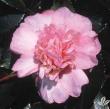 Camellia 'Winter's Interlude'