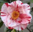 Camellia Jap 'tricolor Pink' 3g
