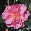 Camellia japonica 'Lady Laura'