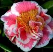 Camellia x 'Spring Circus'