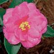 Camellia 'Shishi Gashira'