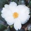 Camellia sas. 'Northern Exposure.