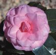 Camellia X 'april Rose' 1g