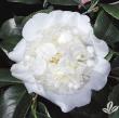 Camellia japonica 'Snow Chan'