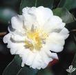 Camellia X 'april Remembered' 1g