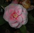 Camellia Jap 'lady Laura' 3g