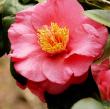 Camellia Jap 'greensboro Red' 7g