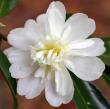 Camellia X 'snow Flurry' 3g