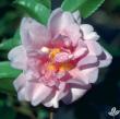 Camellia x 'Winter's Charm'
