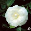 Camellia japonica 'White By The Gate'