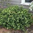 Buxus microphylla var. japonica 'Green Beauty'