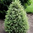 Buxus Semp 'variegata'cone30-36